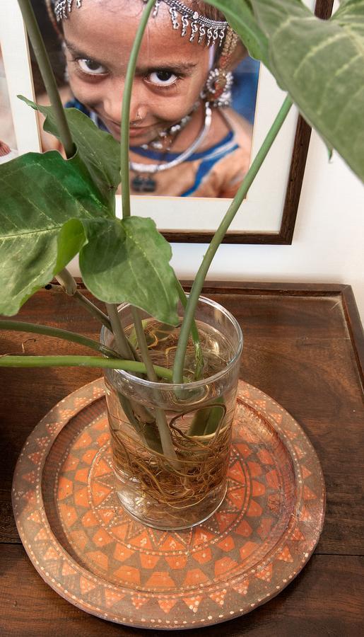 לינה וארוחת בוקר ניו דלהי Haveli Hauz Khas מראה חיצוני תמונה